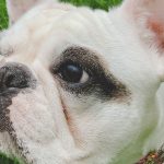Why does my frenchie have a dry nose?