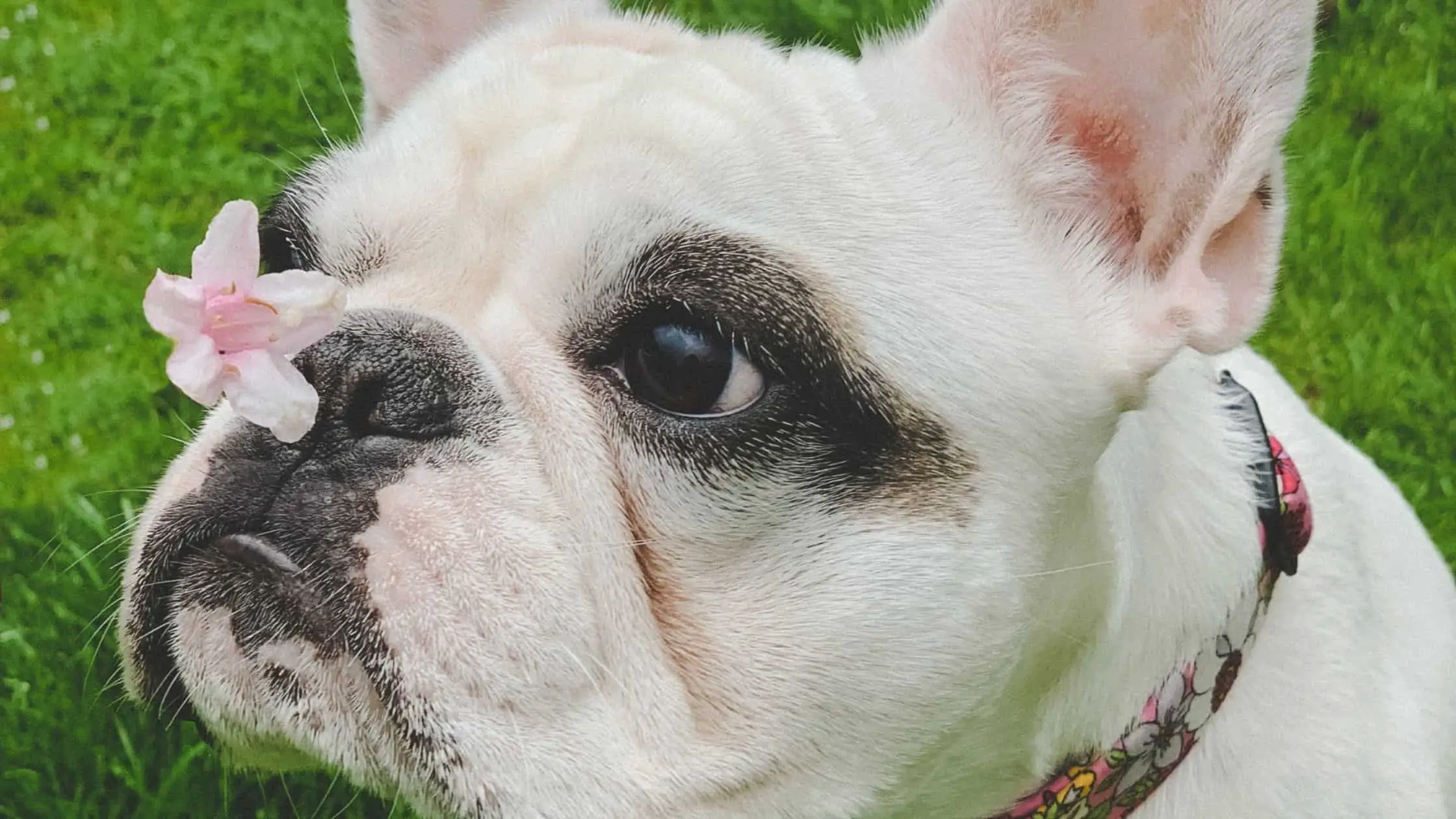 Why does my frenchie have a dry nose?