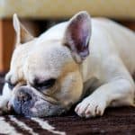 humidifier help french bulldog breathe better