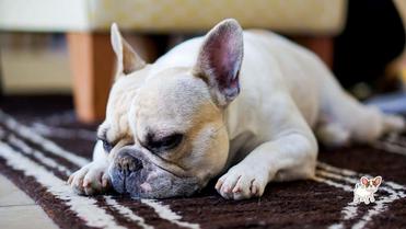 How Can I Help My French Bulldog Breathe Better  