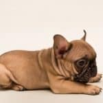 french bulldog ears curling back