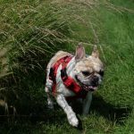 How much exercise does a French Bulldog need [Age, Time, Distance, Activities] - FLF