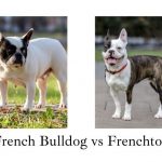 French Bulldog vs Frenchton