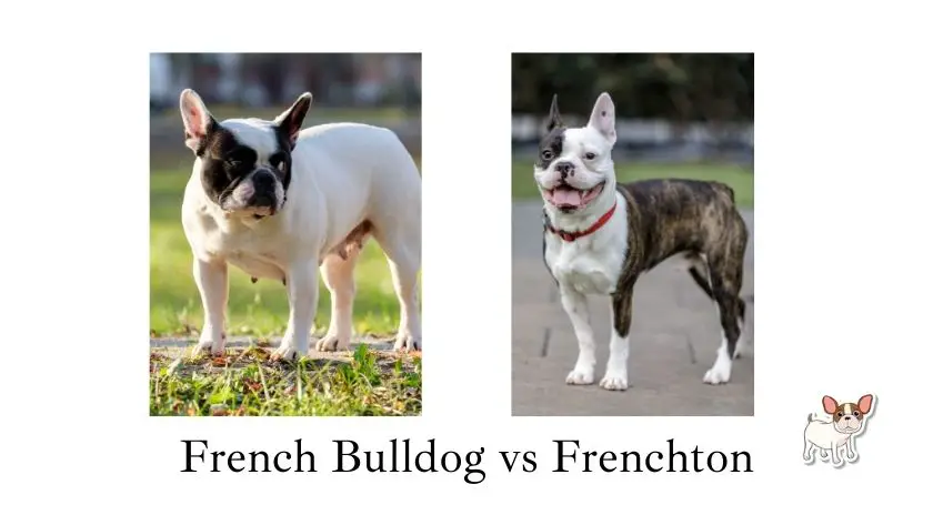 French Bulldog vs Frenchton